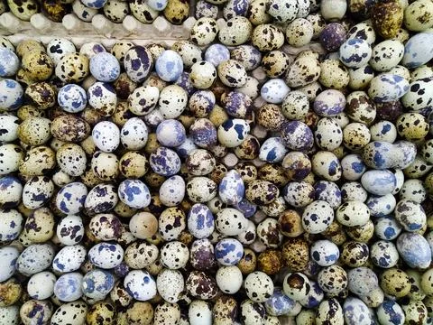 Quail Eggs Stock Photos