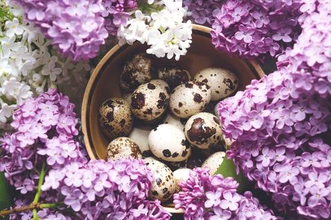 Quail eggs Stock Photos