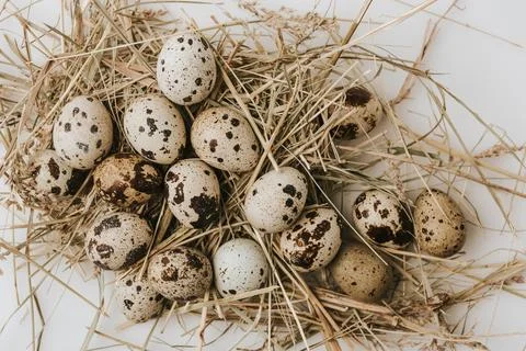 Quail eggs Foto stock