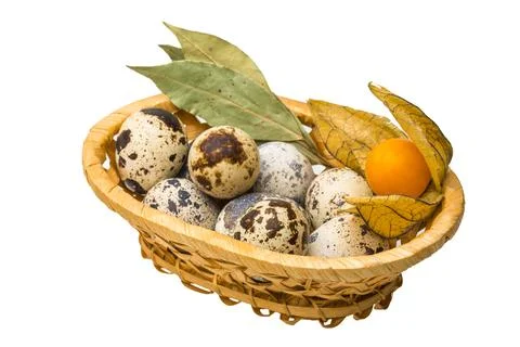 Quail eggs Stock Photos