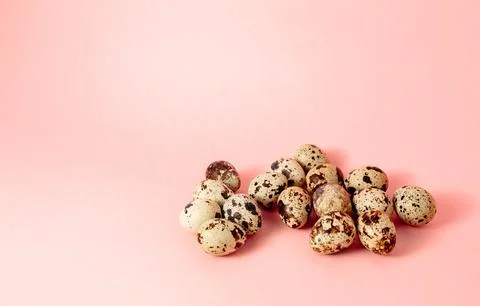 Quail eggs on pink background. Copy space. Farm product. Empty text place. .. Stock Photos