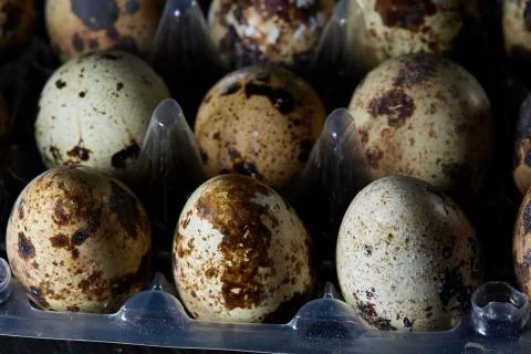 Quail eggs in a plastic container on a dark wooden background, top view Stock Photos