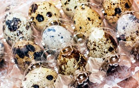 Quail eggs in a plastic package, a source of vitamins Stock Photos