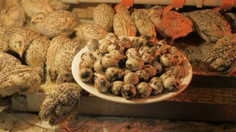 Quail eggs in a plate on the background of quails Stock Footage 122399869