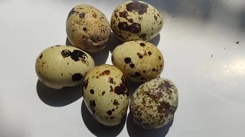 Quail Eggs Popular with Children Stock-Footage 328075797