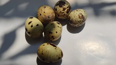 Quail Eggs Popular with Children Stock-Footage 328075800