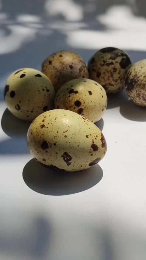 Quail Eggs Popular with Children Stock-Footage 328075801
