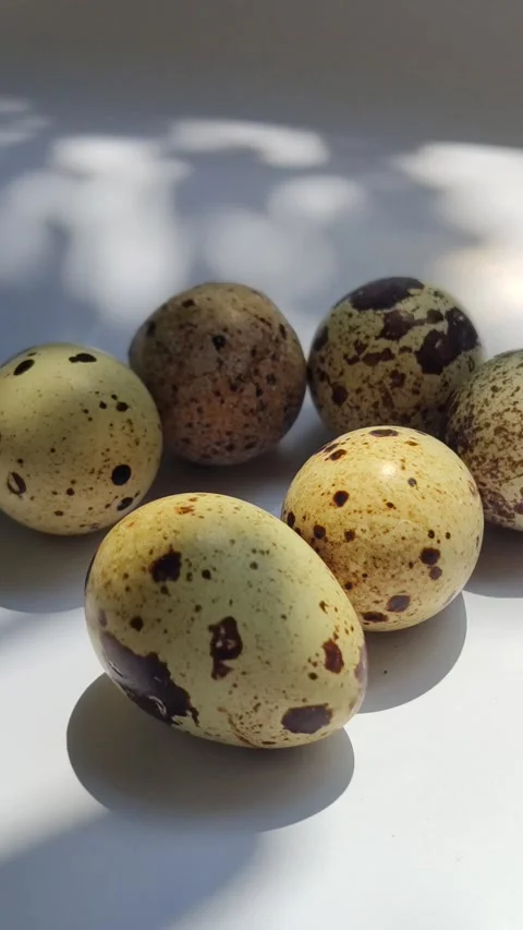 Quail Eggs Popular with Children Stock-Footage 328075814