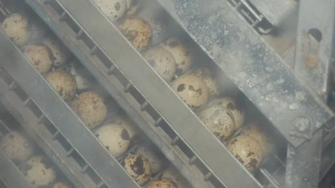 Quail eggs on the poultry farm Stock Footage 103170705