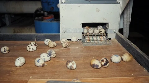 Quail eggs on the poultry farm Stock Footage 103170723