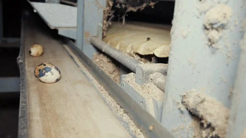 Quail eggs on the poultry farm Stock Footage 103170839