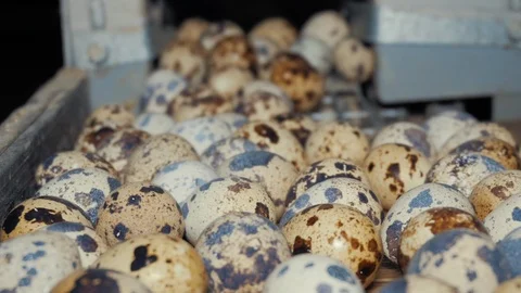 Quail eggs on the poultry farm Stock Footage 103170897