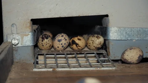Quail eggs on the poultry farm Stock Footage 103170946
