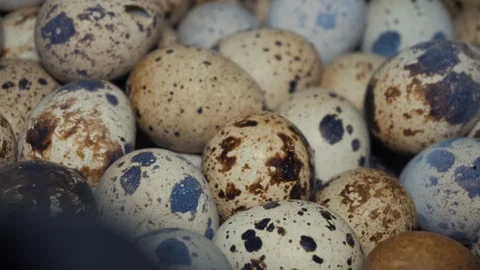 Quail eggs on the poultry farm Stock Footage 103171202