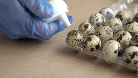 Quail Eggs Quality Control Checked By A Person Wearing Disposable Gloves Video stock 128944547