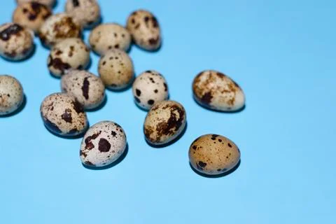 Quail eggs randomly on a pale blue background Stock Photos