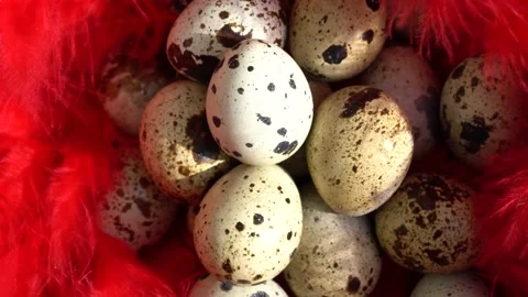 Quail eggs in red feathers, close up Stock Footage 150269525