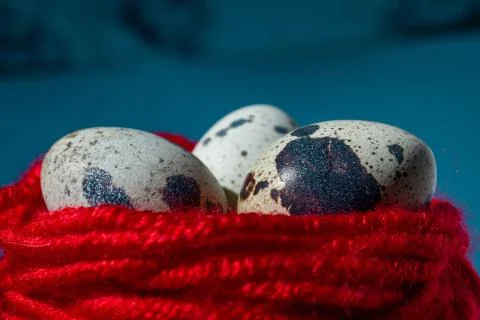 Quail eggs in red thread blue background, close up, copy space Stock Photos
