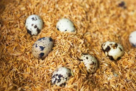 Quail eggs in the rice shells Stock Photos