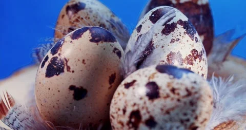 Quail eggs rotate on a wooden block, on a blue background Stock Footage 154555341