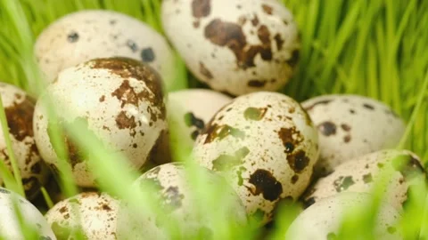 Quail eggs, rotation shot, Quail fresh raw eggs.Healthy fresh food ingredients Stock Footage 172525700