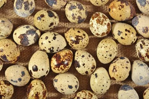 Quail eggs in a sacking background Foto stock
