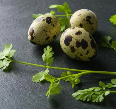 Quail eggs on the table. Spotted shell. Vitamin breakfast Stock Photos