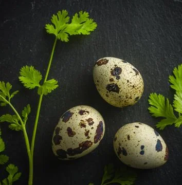 Quail eggs on the table. Spotted shell. Vitamin breakfast Stock Photos