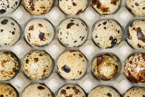 Quail eggs in a transparent container. Stock Photos