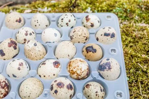 Quail eggs in a transparent plastic container on green moss in spring forest. Stock Photos