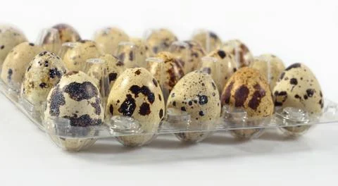 Quail eggs in a transparent plastic container on a white Stock Photos