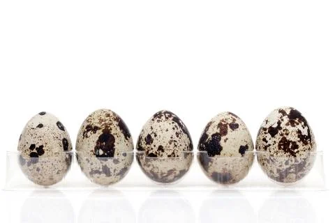 Quail eggs in transparent plastic container Stock Photos