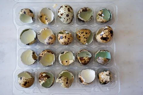 Quail eggs in a transparent plastic container on white background Stock Photos