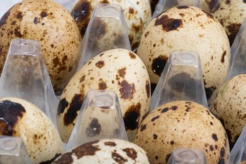 Quail eggs in a tray close-up Stock Photos