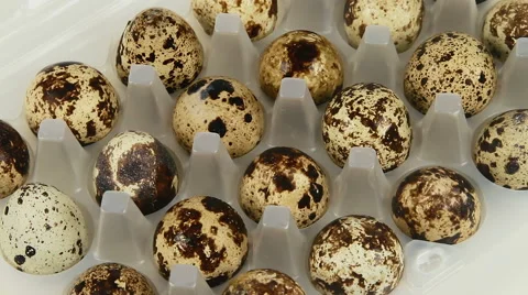 Quail eggs in the tray close up rotation Stock Footage 47093962