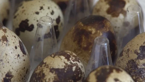 Quail eggs in the tray close up rotation. Stock Footage 89671223