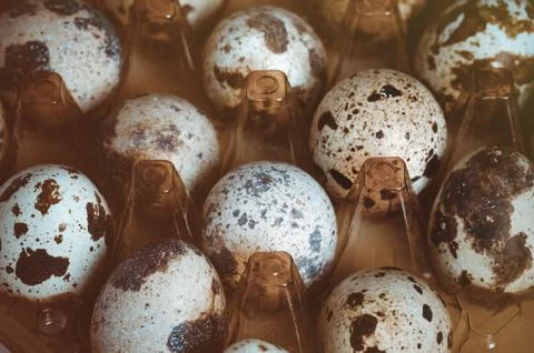 Quail eggs tray. Small raw eggs. Buy healthy food. Stock Photos
