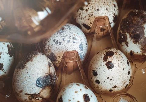 Quail eggs tray. Small raw eggs. Buy healthy food. Stock Photos