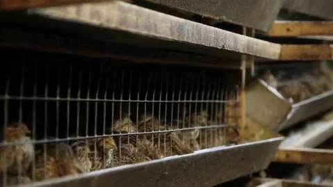 Quail on the farm Stock Footage 69221786