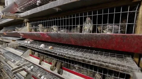 Quail farm Stock Footage 69236590