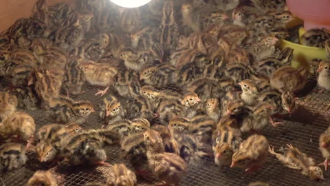 Quail farm 스톡 동영상 297554422