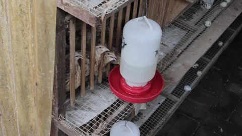 A quail farmer for eggs Stock Footage 247351928