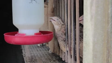 A quail farmer for eggs Stock Footage 247351954