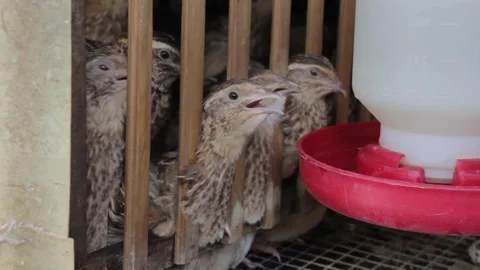 A quail farmer for eggs Stock Footage 247351955