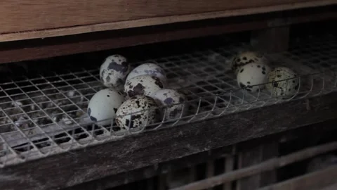 A quail farmer for eggs Stock Footage 247351956