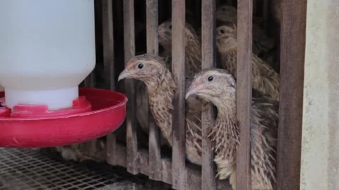 A quail farmer for eggs Stock Footage 247351957