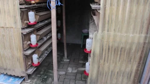 A quail farmer for eggs Stock Footage 247351975