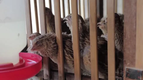 A quail farmer for eggs Stock Footage 247351976