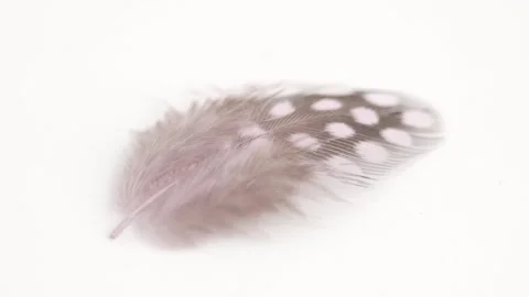 Quail feather close-up on white background. Selective focus, slow motion fe.. Stock Footage 249756795
