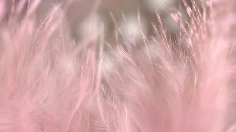 Quail feathers close-up. Selective focus, slow motion feather background. M.. Stock Footage 249757012